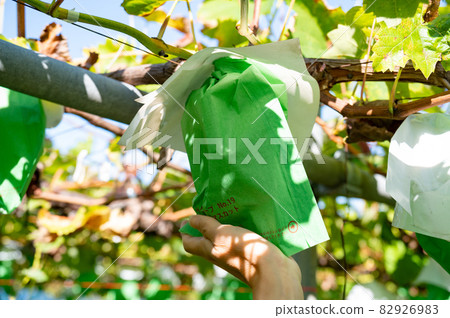 Autumn is in season Shine Muscat hunting Autumn is in season Shine Muscat hunting 82926983