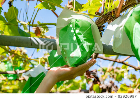 Autumn is in season Shine Muscat hunting Autumn is in season Shine Muscat hunting 82926987