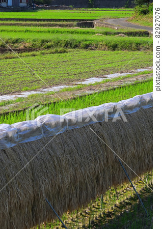 Sun-dried rice straw << Atsugi City >> Sun-dried rice straw << Atsugi City >> 82927076