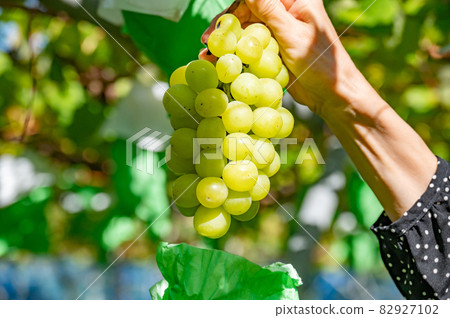 Autumn is in season Shine Muscat hunting 82927102