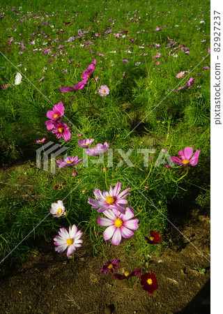 Cosmos flowers 82927237