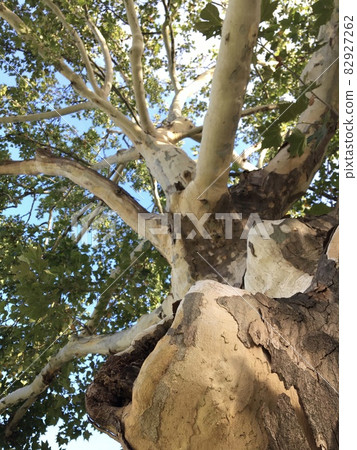 仰望大掛鍾樹 仰望大掛鍾樹 82927262