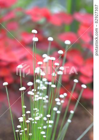 Shiratama Hosokusa Shiratama Hosokusa 82927307