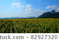 Sunflower field in full bloom in December in Lopburi, Thailand 82927320