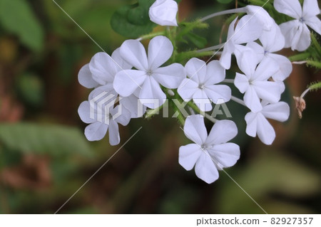 Ruri Matsuri 82927357