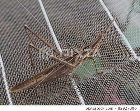 Grasshopper riding on an insect repellent net Grasshopper riding on an insect repellent net 82927390
