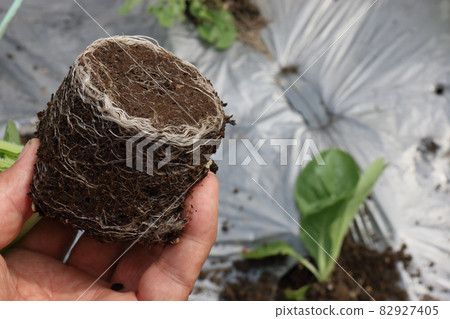 Chinese cabbage pest damage 82927405