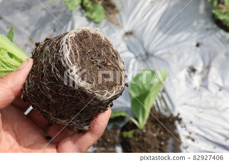Chinese cabbage pest damage 82927406