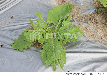 Chinese cabbage pest damage Chinese cabbage pest damage 82927414