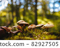 Mushrooms on thin legs with dark and light brown caps grow on a mossy stump on green and yellow blury forest background. Mushroom macro photography in the natural habitat. Mushroom picking season 82927505