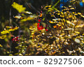 A dry sprig of wild red currant berries in the autumn Siberian forest.  82927506
