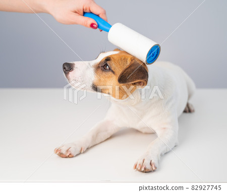 A woman uses a sticky roller to remove hair on a dog 82927745
