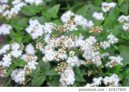 White western wisteria (Eupatorium japonicum) flower 82927809