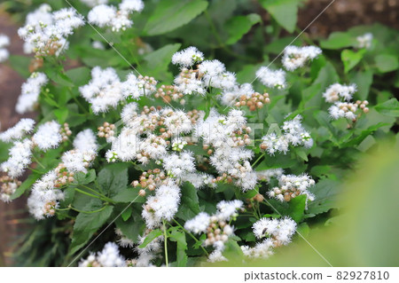 White western wisteria (Eupatorium japonicum) flower 82927810