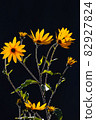Bright jerusalem artichoke or topinambur flowers on a black background. Autumn season flowers 82927824