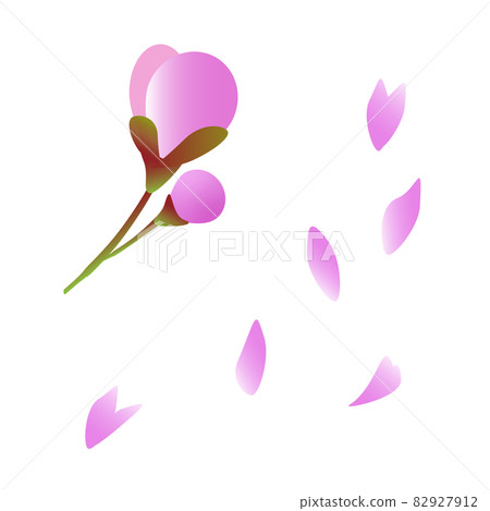 Illustration set of two pink cherry blossom buds and dancing petals Illustration set of two pink cherry blossom buds and dancing petals 82927912