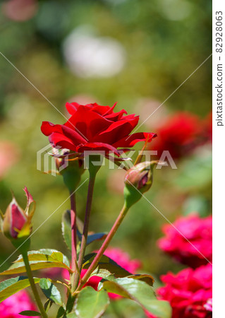 Rose Rose 82928063