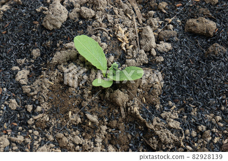 Cabbage planting rice husk charcoal mulch Cabbage planting rice husk charcoal mulch 82928139