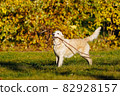 Adult golden retriever stands with a long branch in his teeth in the park against the background of yellow autumn leaves. Active pastime to maintain the health of your pet 82928157