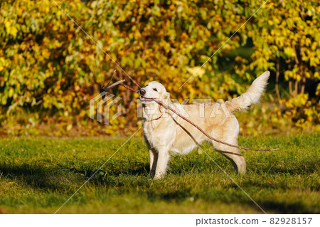Adult golden retriever stands with a long branch in his teeth in the park against the background of yellow autumn leaves. Active pastime to maintain the health of your pet Adult golden retriever stands with a long branch in his teeth in the park against the background of yellow autumn leaves. Active pastime to maintain the health of your pet 82928157