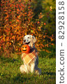 Adorable golden retriever with checkered bandana sits in park on autumn bush with red leaves background and holds jack o lantern bucket looking left. Dog holds halloween symbol during golden hour. 82928158