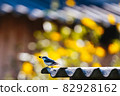 Small gray nuthatch with a seed in its beak sits on the edge of a slate roof against a background of blurred ivy with yellow flowers. Autumn preparations of birds for winter 82928162