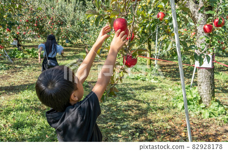 小學生十月摘蘋果 82928178