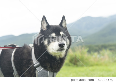 享受休閒的黑柴犬 享受休閒的黑柴犬 82928370