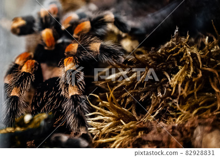 Large tropical Tarantula spider with fluffy paws in terrarium 82928831