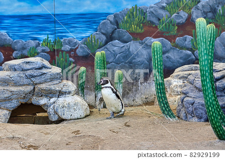 Echizen Matsushima Aquarium 82929199