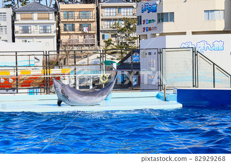Echizen Matsushima Aquarium 82929268