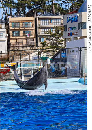 Echizen Matsushima Aquarium 82929272