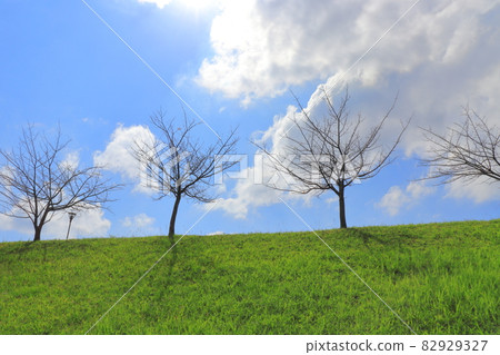 Clouds, blue sky, sun and trees Clouds, blue sky, sun and trees 82929327