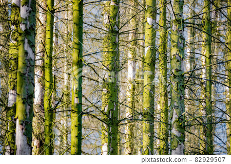 Spruce Trunks In A Mossy Forest 82929507