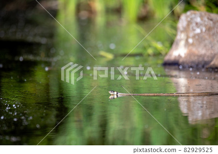 The grass snake Natrix natrix swims in water The grass snake Natrix natrix swims in water 82929525