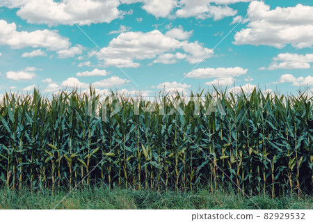 green field of corn growing up green field of corn growing up 82929532