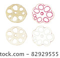 Illustration set of various lotus roots drawn in watercolor 82929555