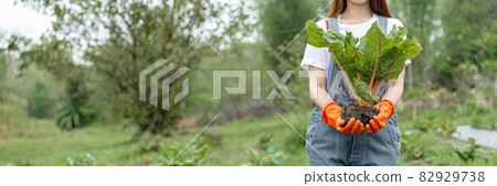 Female gardener concept a female teenage gardener uprooting the big vegetable with the soil in the harvesting season in the vegetable plot Female gardener concept a female teenage gardener uprooting the big vegetable with the soil in the harvesting season in the vegetable plot 82929738