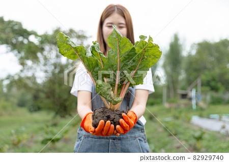Female gardener concept a young female gardener using two hands to hold the plant in healthy looking after uprooting from the vegetable bed Female gardener concept a young female gardener using two hands to hold the plant in healthy looking after uprooting from the vegetable bed 82929740