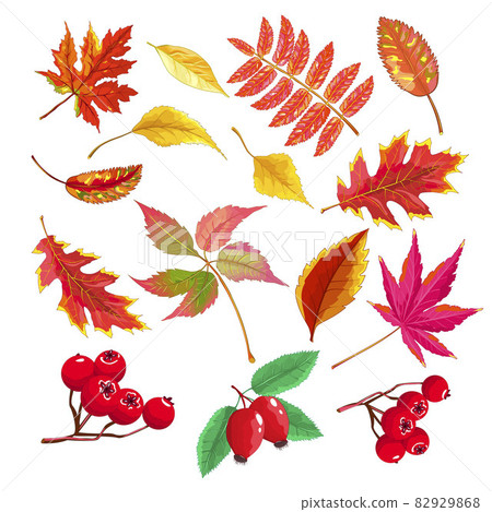Autumn leaves and berries 82929868
