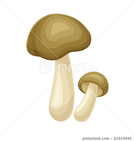 Wild forest mushroom vector illustration on white background 82929945