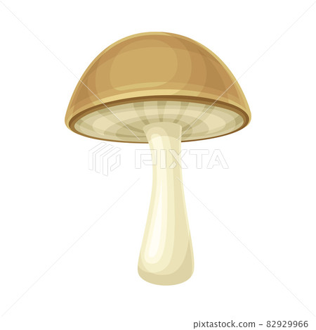 Boletus wild forest edible mushroom vector illustration on white background Boletus wild forest edible mushroom vector illustration on white background 82929966