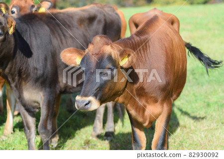 Jersey cattle Jersey cattle 82930092