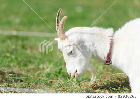 goat goat 82930265