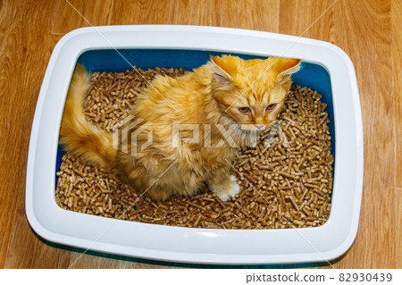 Ginger cat in cat's litter box 82930439