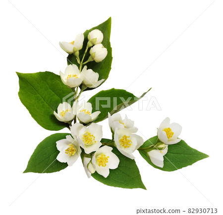 Jasmine flowers and leaves in a corner floral arrangement isolated on white 82930713