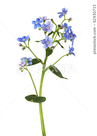 Blue forget-me-not flowers isolated 82930715