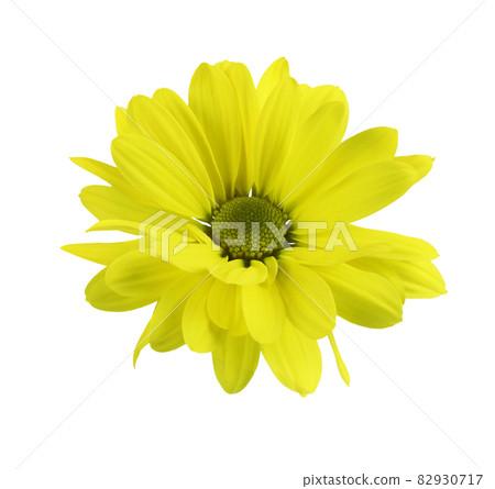 Yellow chrysanthemum flower isolated Yellow chrysanthemum flower isolated 82930717