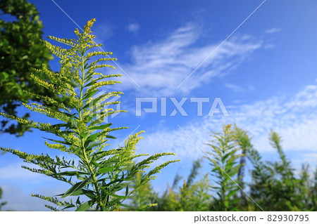 秋天的天空和一枝黃花 秋天的天空和一枝黃花 82930795