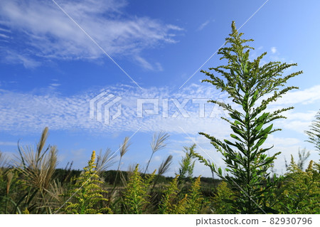 秋天的天空和一枝黃花 82930796